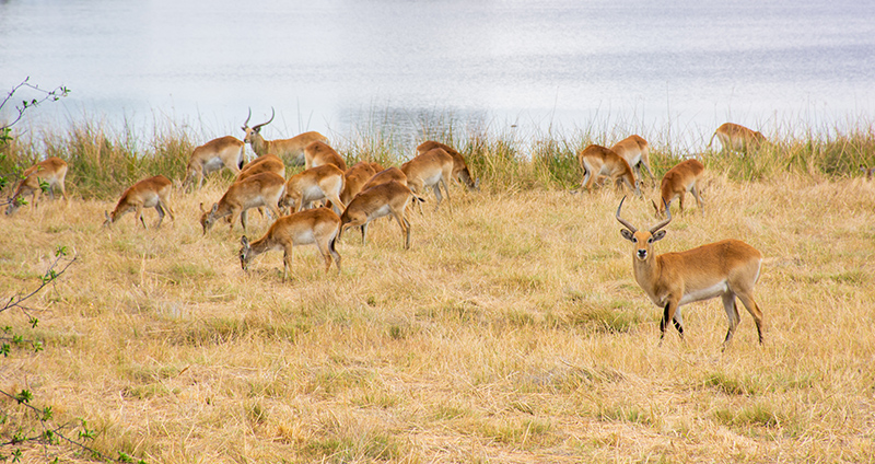 OKAVANGO DELTA 