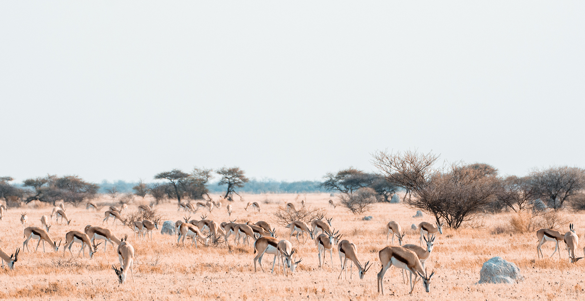 Central Kalahari Game Reserve